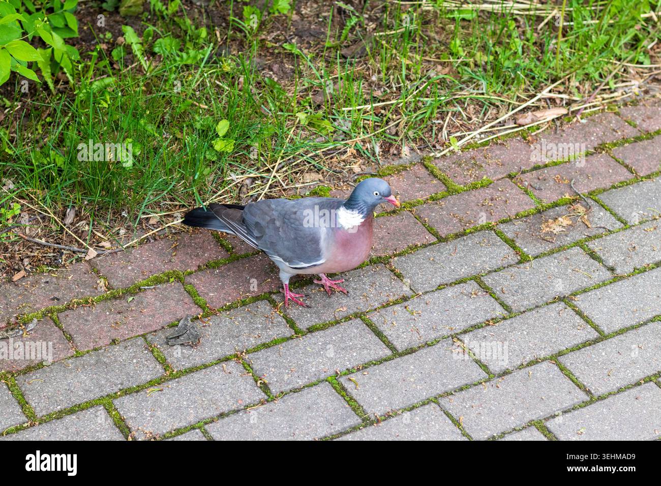 Der gezeigte Vogel ist eine gemeine Holztaube Stockfoto