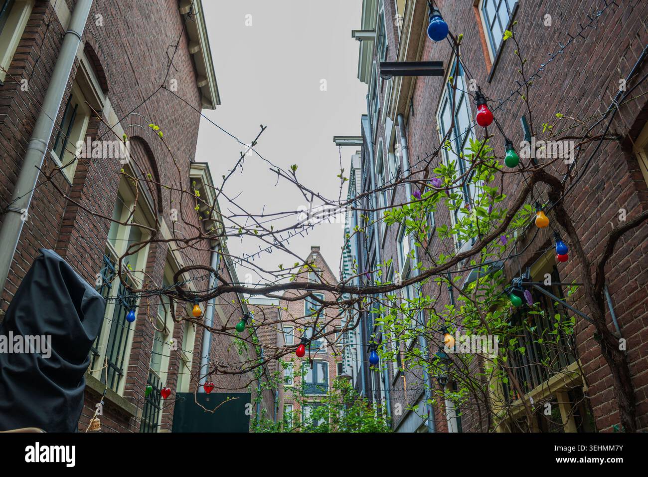 Dekorative bunte Lichterketten hängen über einer engen Wohnallee mit Backsteinhäusern und Frühlingsgrün in Amsterdam, Niederlande. Stockfoto