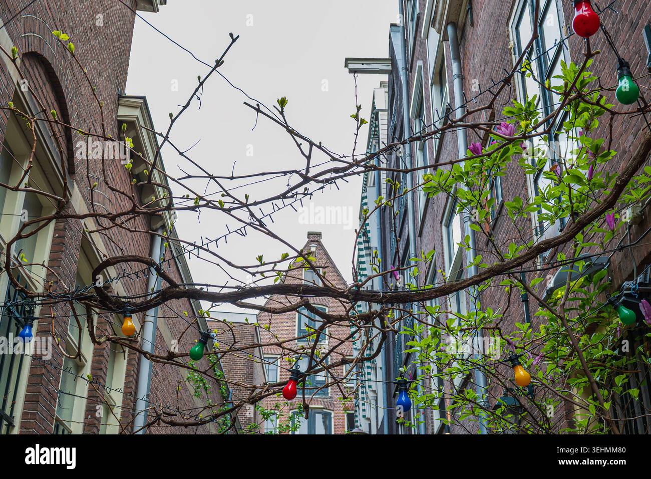 Dekorative bunte Lichterketten hängen über einer engen Wohnallee mit Backsteinhäusern und Frühlingsgrün in Amsterdam, Niederlande. Stockfoto