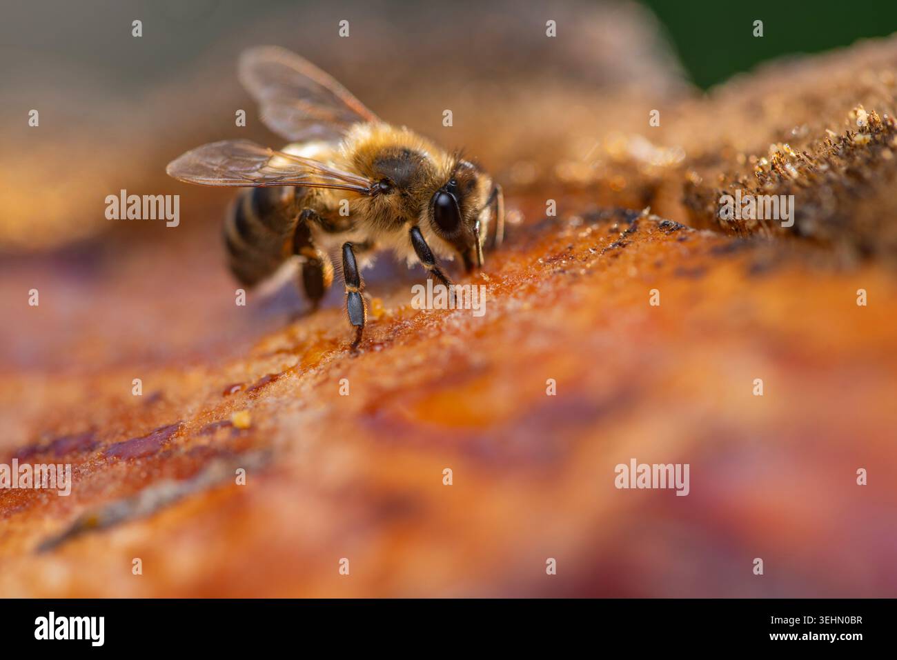 Extremes Makro einer Honigbiene, die Nektar auf reifer Fruchtoberfläche sammelt, mit verschwommenem Körper, Flügeln und zusammengesetztem Auge in warmem natürlichem Licht mit weichem Bokeh Stockfoto
