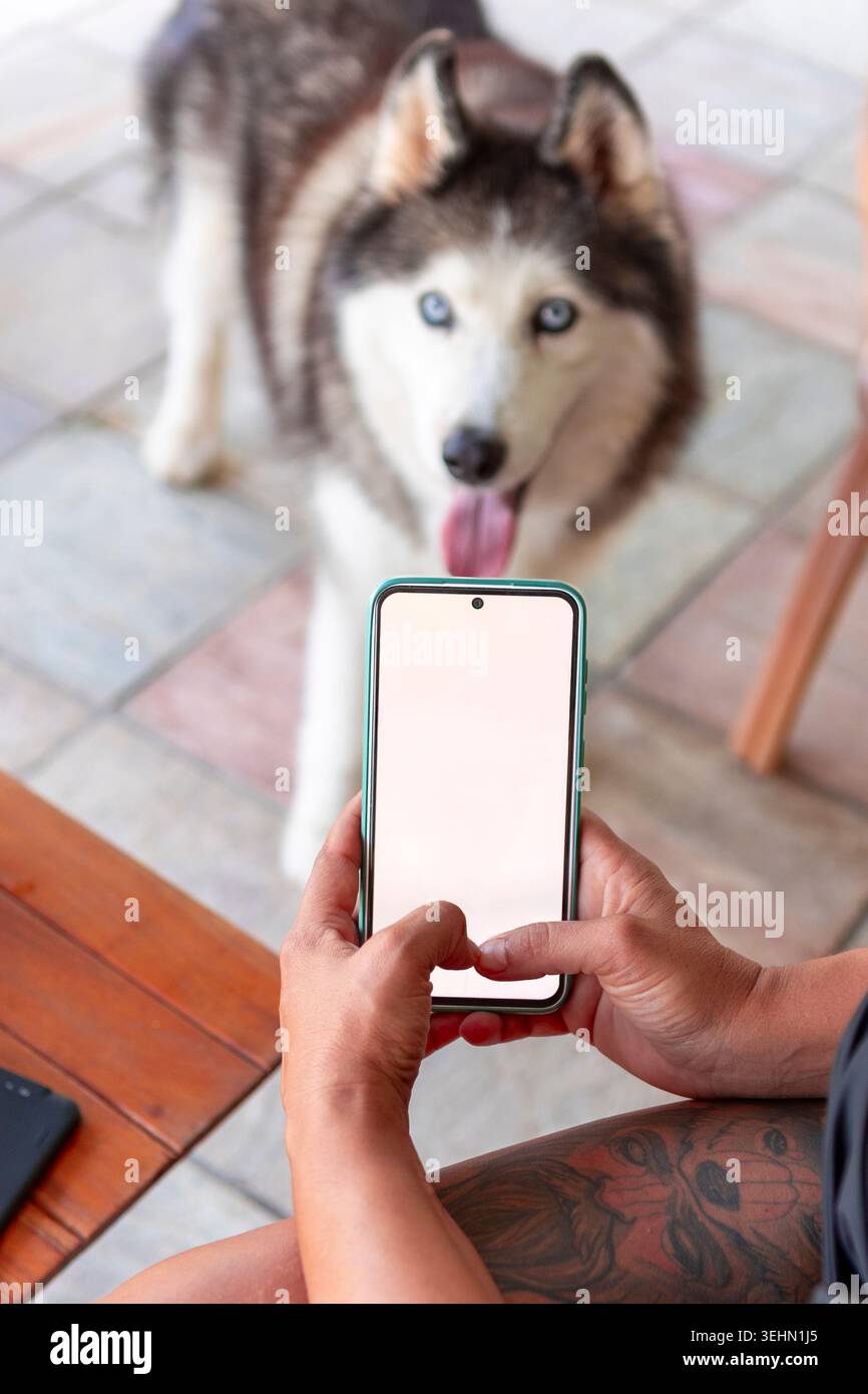 Nahaufnahme von Händen, die ein Smartphone mit einem leeren Bildschirm halten, während ein freundlicher Husky-Hund im Hintergrund auf einer gefliesten Terrasse steht und darauf hindeutet, dass Haustierhaltung A ist Stockfoto