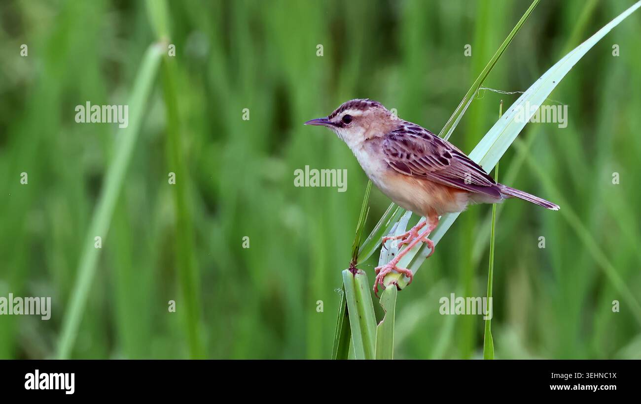 Zitting Cisticola (Cisticola juncidis), Vogel aus Vietnam Stockfoto