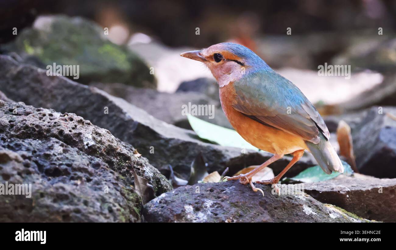 Blaurumpelige Pitta (Hydrornis soror), nahe dem endemischen Vogel Vietnams Stockfoto