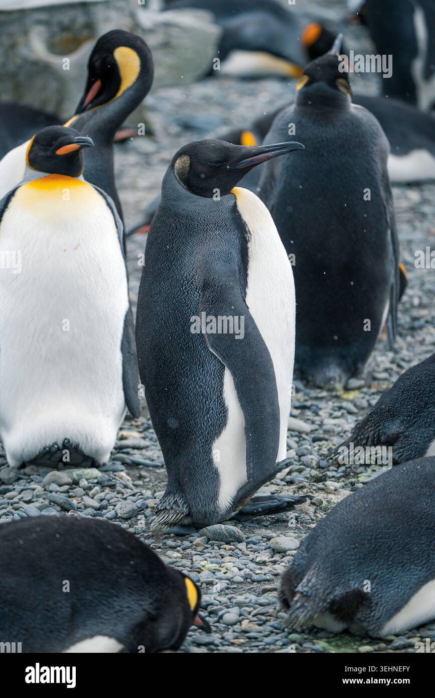 Blick auf Königspinguine, die an einem grauen Kieselstrand stehen, mit ihren leuchtenden orangefarbenen Halsflecken Südgeorgien und den südlichen Sandwichinseln. Stockfoto