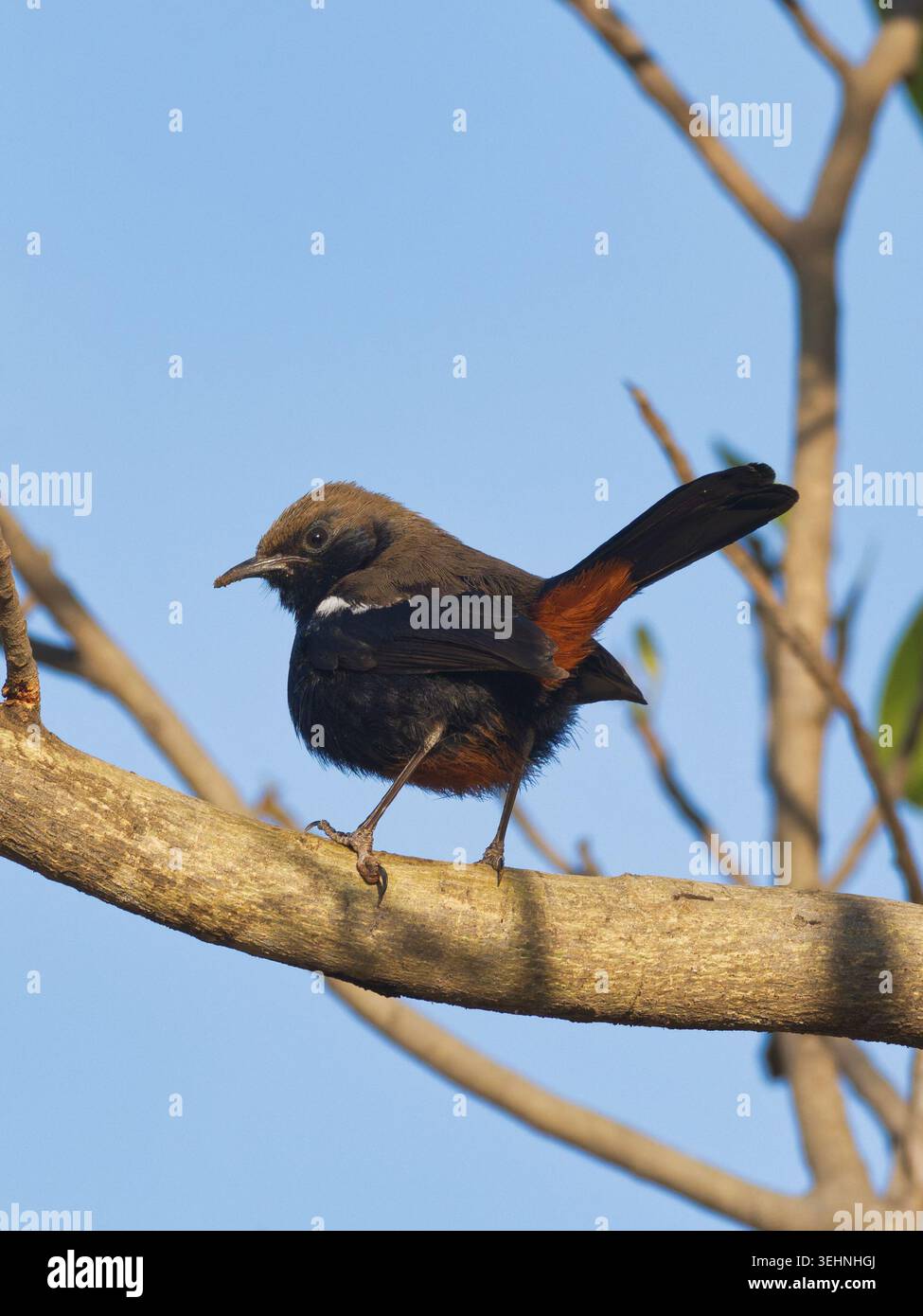 Indischer Robin (Copsychus fulicatus), männlich Stockfoto