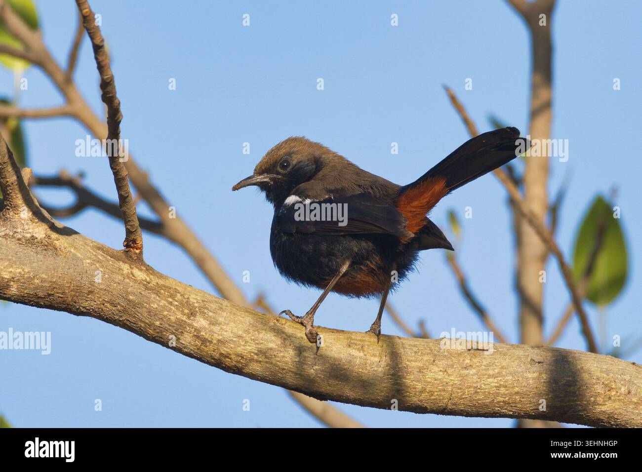 Indischer Robin (Copsychus fulicatus), männlich Stockfoto
