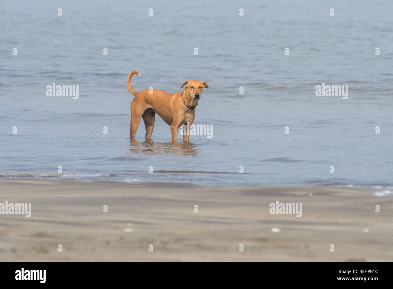 Haustierhund kühlt sich im Sommer am Strand in Indien im flachen Meerwasser ab Stockfoto