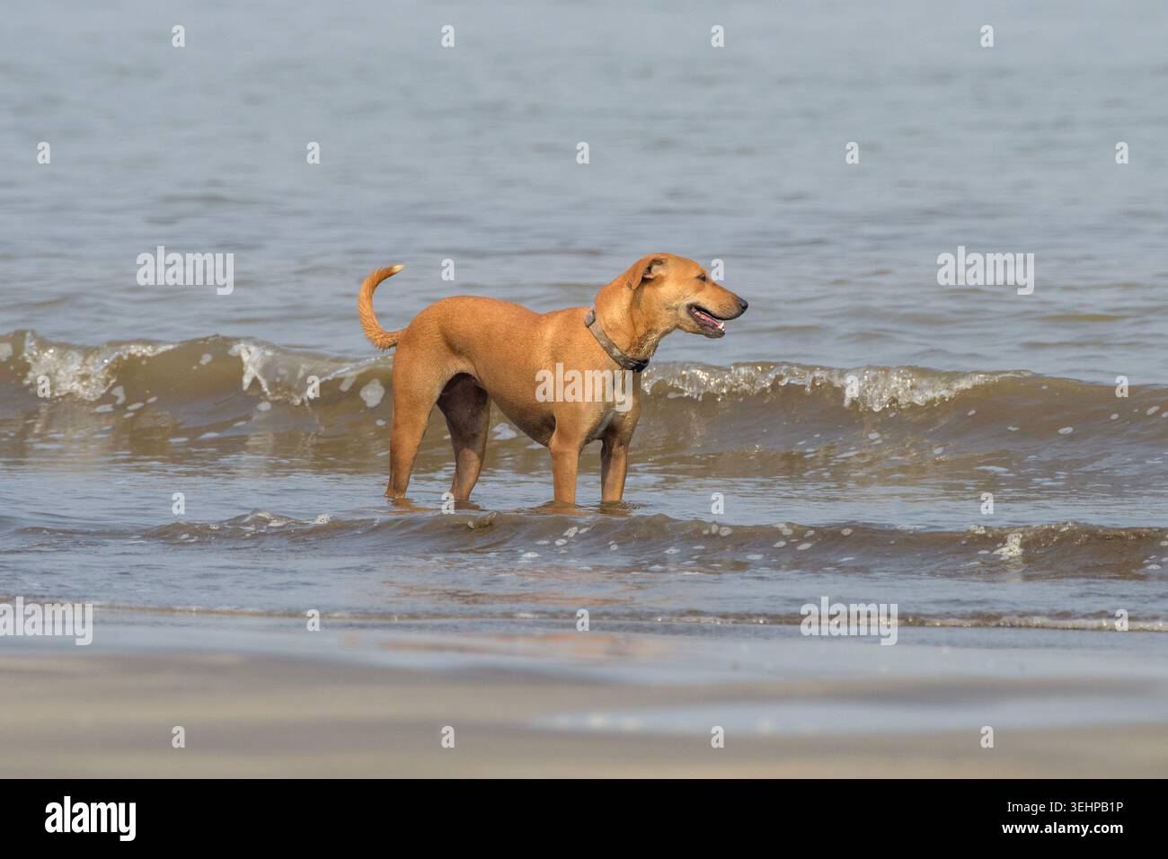 Haustierhund kühlt sich im Sommer am Strand in Indien im flachen Meerwasser ab Stockfoto