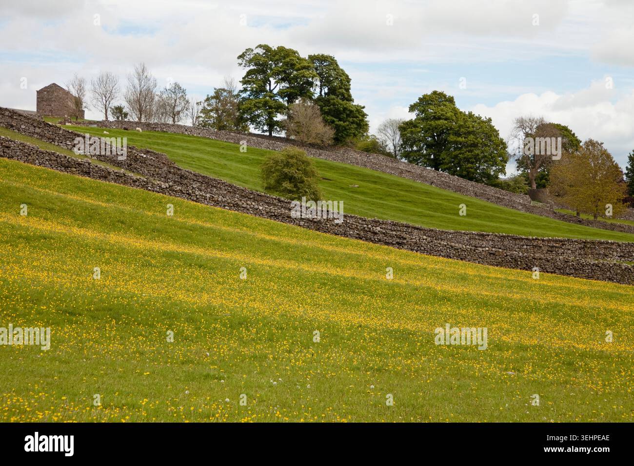 Wildblumenwiesen und Scheunen, geteilt durch Trockenmauern bei Askrigg in Wensleydale, Yorkshire, Großbritannien Stockfoto
