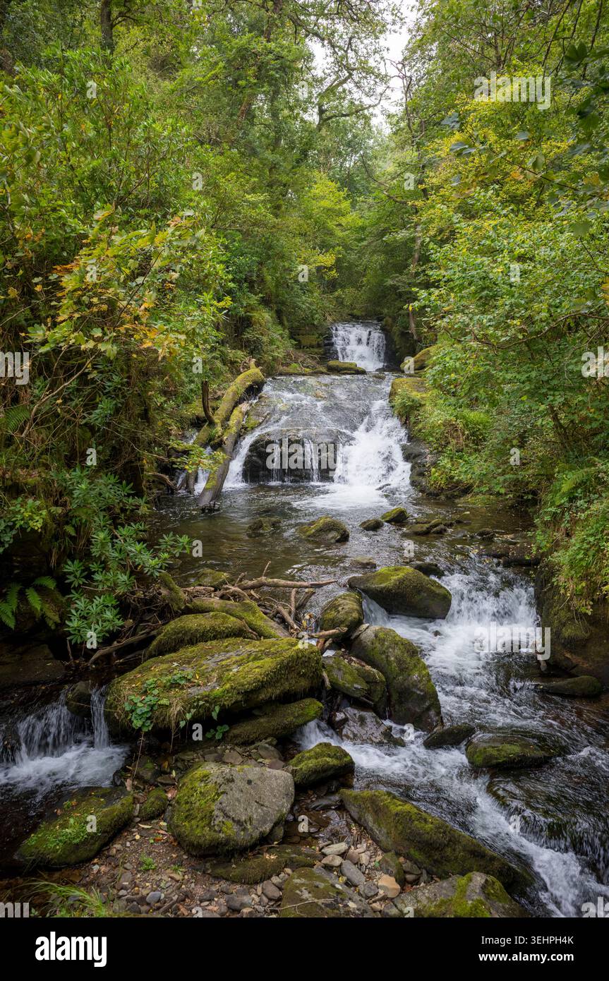 Der Wasserfall Hoar Oak mündet in Watersmeet im Exmoor National Park, Dulverton in Somerset, Großbritannien Stockfoto