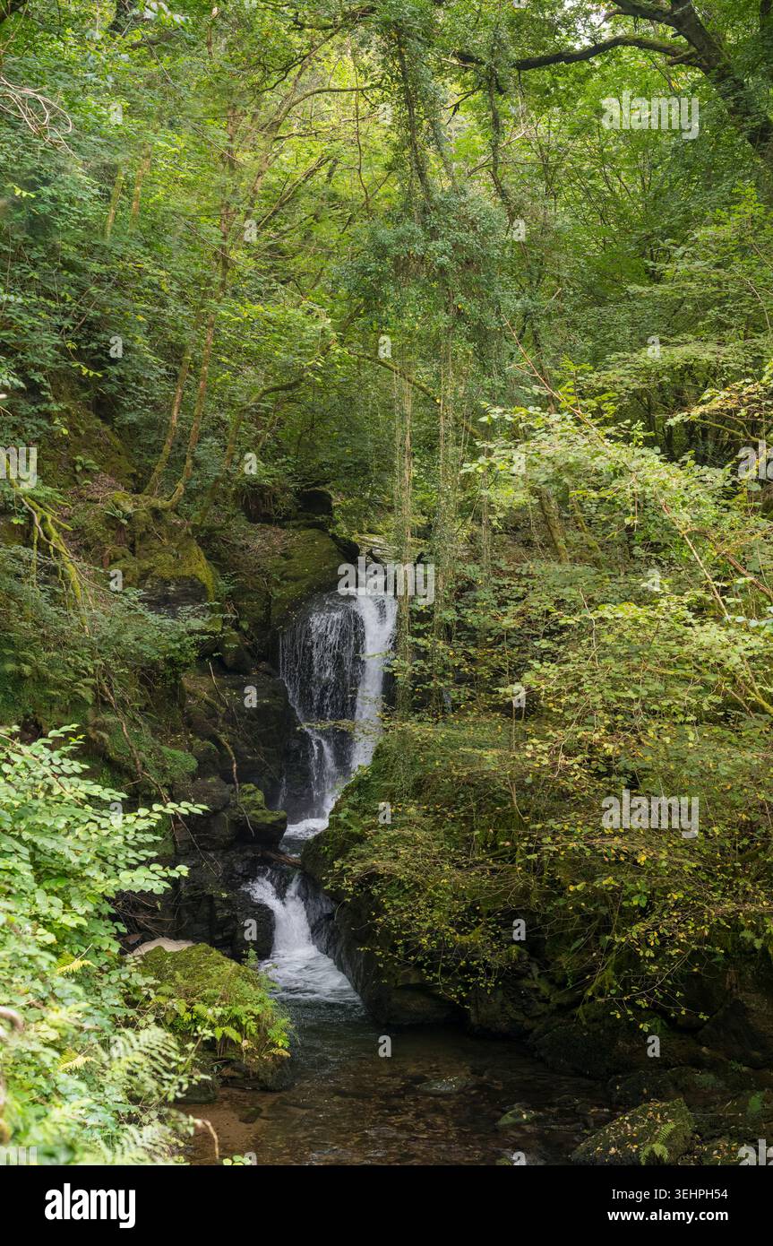 Der Wasserfall Hoar Oak mündet in Watersmeet im Exmoor National Park, Dulverton in Somerset, Großbritannien Stockfoto
