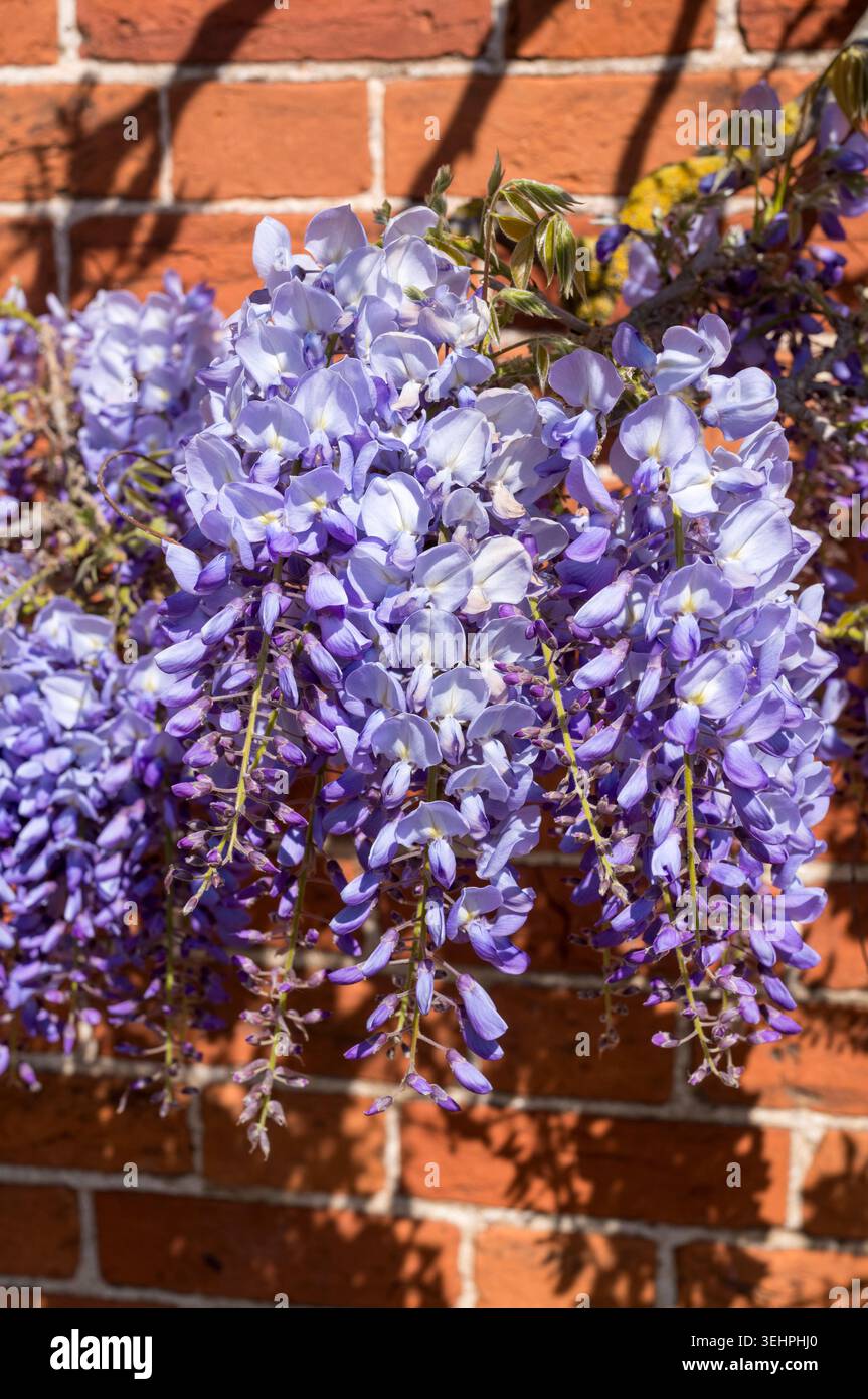 Blumensträucher von Wysteria Floribunda blühender Sträucher an einer Ziegelsteinmauer in Suffolk Stockfoto