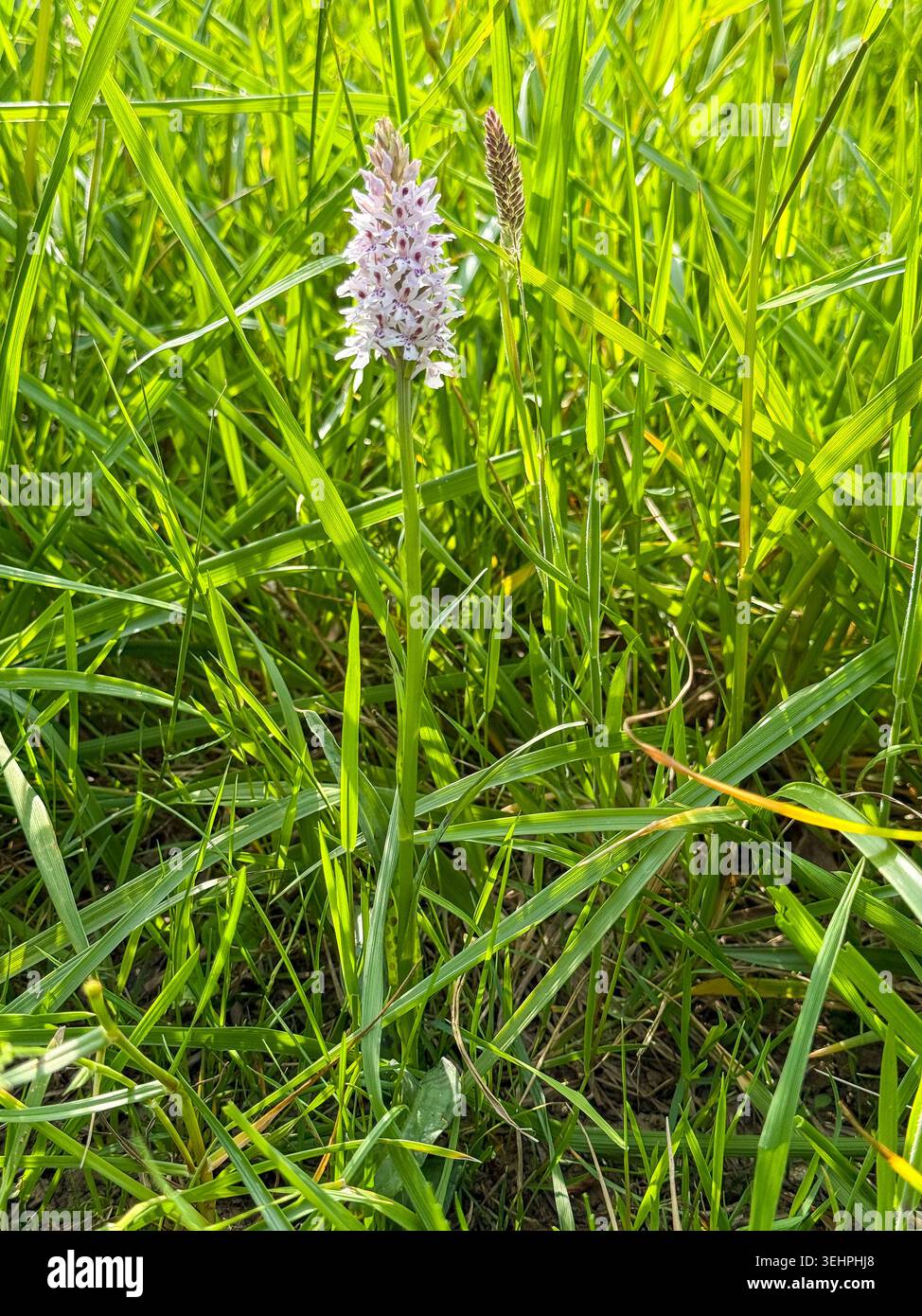Pyramidenförmige gewöhnliche gefleckte Orchidee - Dactylorhiza fuchsii - FuchÕs Orchidee - blühende Pflanze Pyramidenform wächst in langem Gras in Maisfeld, Großbritannien Stockfoto