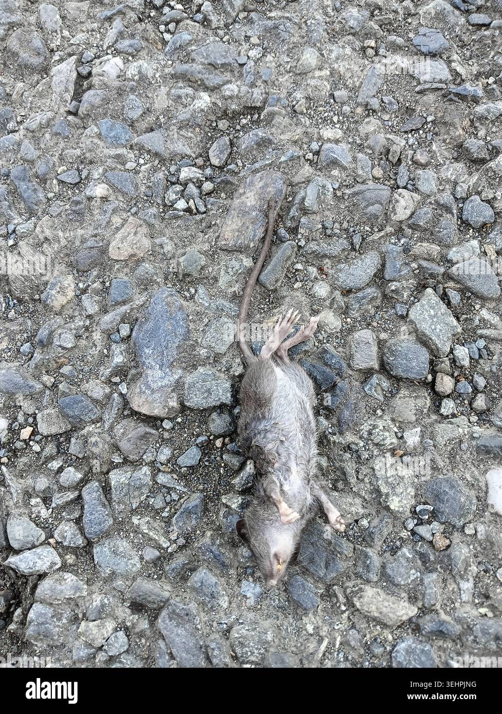 Tote Ratte, die draußen auf einer felsigen Schotterstraße liegt Stockfoto