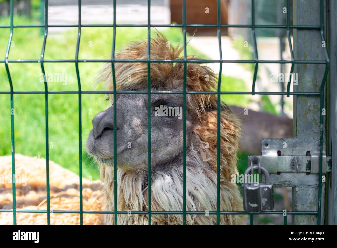 Ein zotteliges Alpaka steht hinter einem grünen Drahtzaun und sieht seitlich in einem Gehege. Exotisches Säugetier, Tierporträt, Zoobesuch. Stockfoto