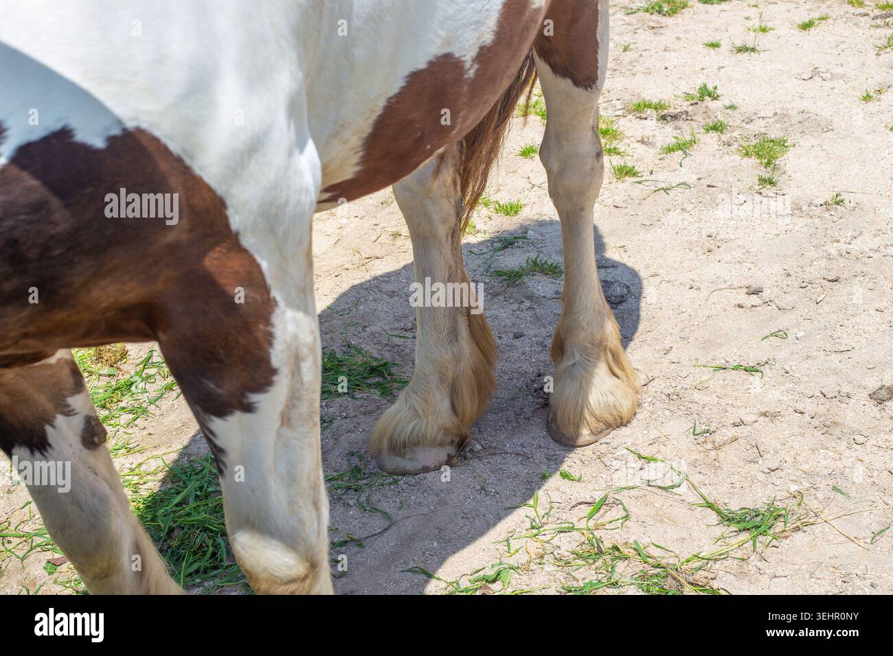 Nahaufnahme der Hufe und Beine eines braunen und weißen Pferdes, das auf sandigem Boden steht. Pferdedetails, tierärztliche Anatomie, Ranch-Tier. Stockfoto