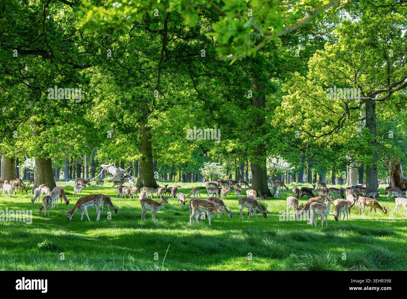 Wilde europäische Damhirsche weiden grüne Weiden im Phoenix Park, Dublin. Herde im Licht unter Bäumen an sonnigen Tagen. Irland Stockfoto