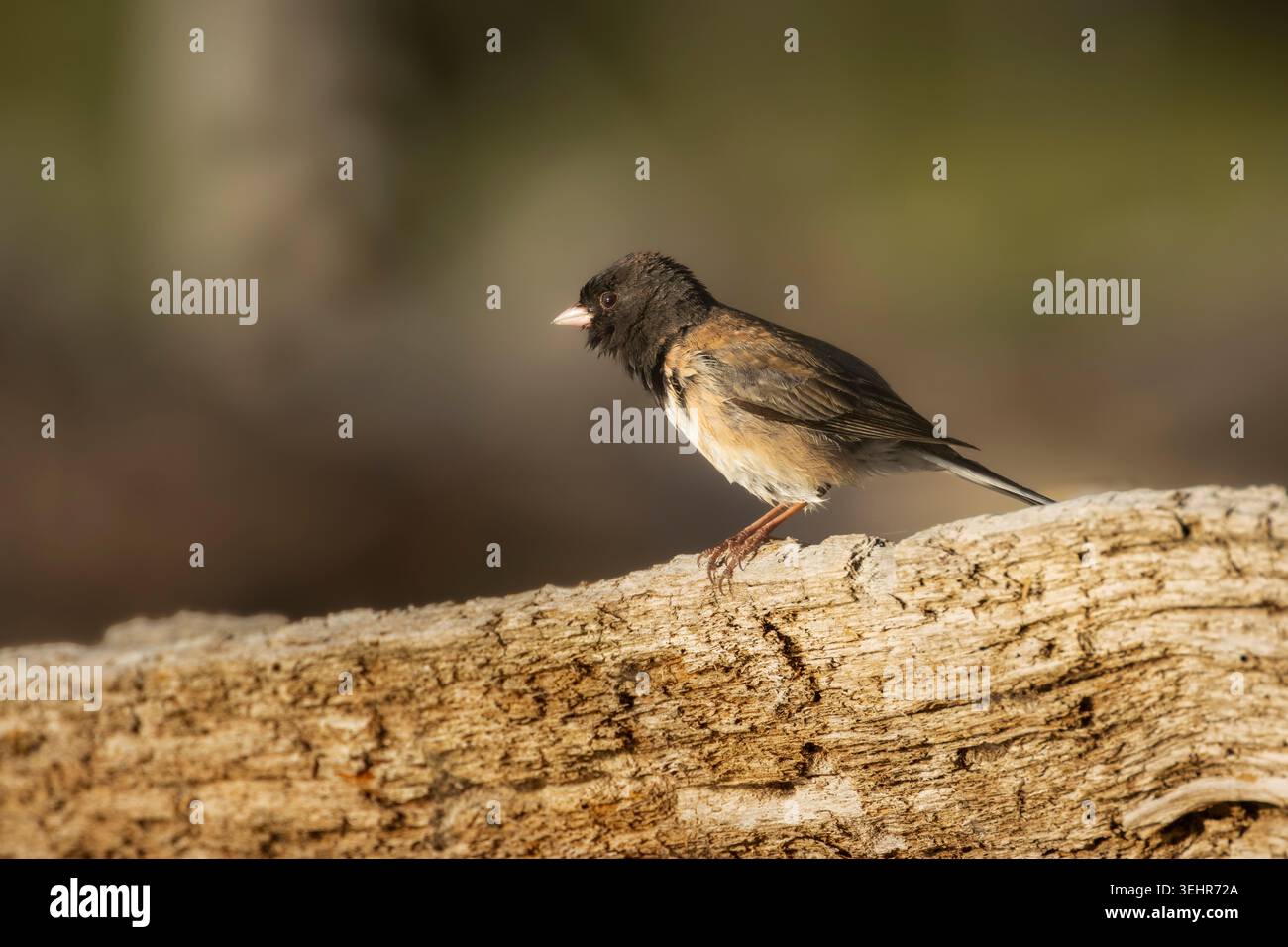 Ein dunkeläugiger Junco (Junco hyemalis) mit Rüschenfedern auf einem verwitterten Baumstamm, Lassen County, Kalifornien. Stockfoto