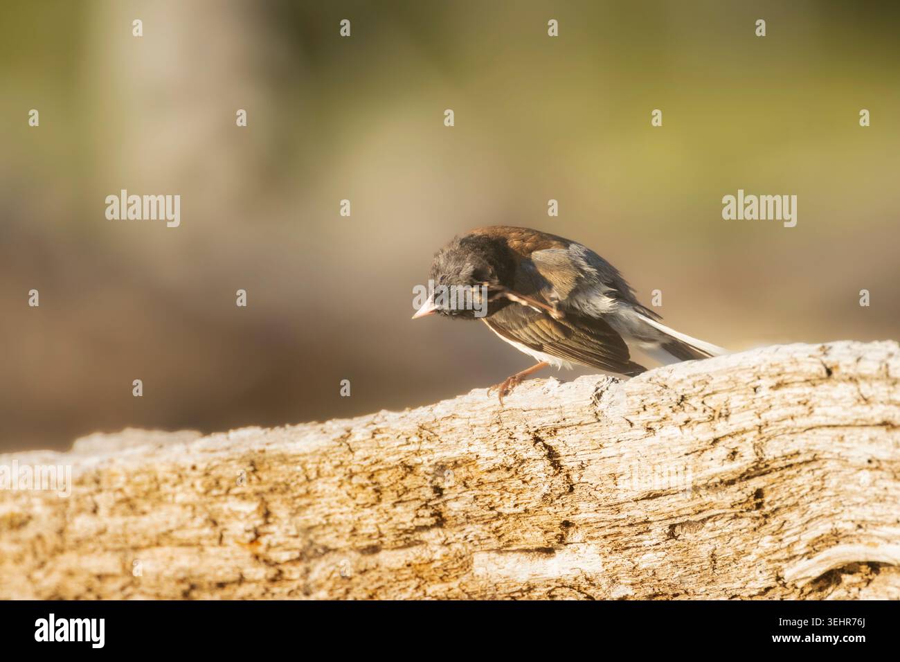 Ein dunkeläugiger Junco (Junco hyemalis) kratzt seinen Kopf an einem verwitterten Baumstamm im Lassen County, Kalifornien. Stockfoto