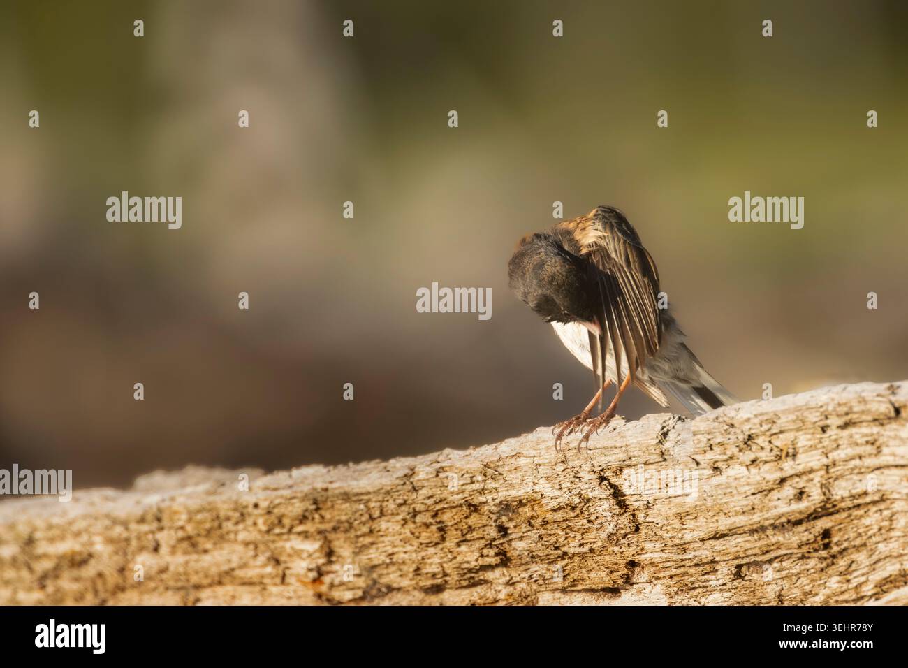 Ein dunkeläugiger Junco (Junco hyemalis), der sich auf einem verwitterten Baumstamm im Lassen County, Kalifornien, aufhält. Stockfoto