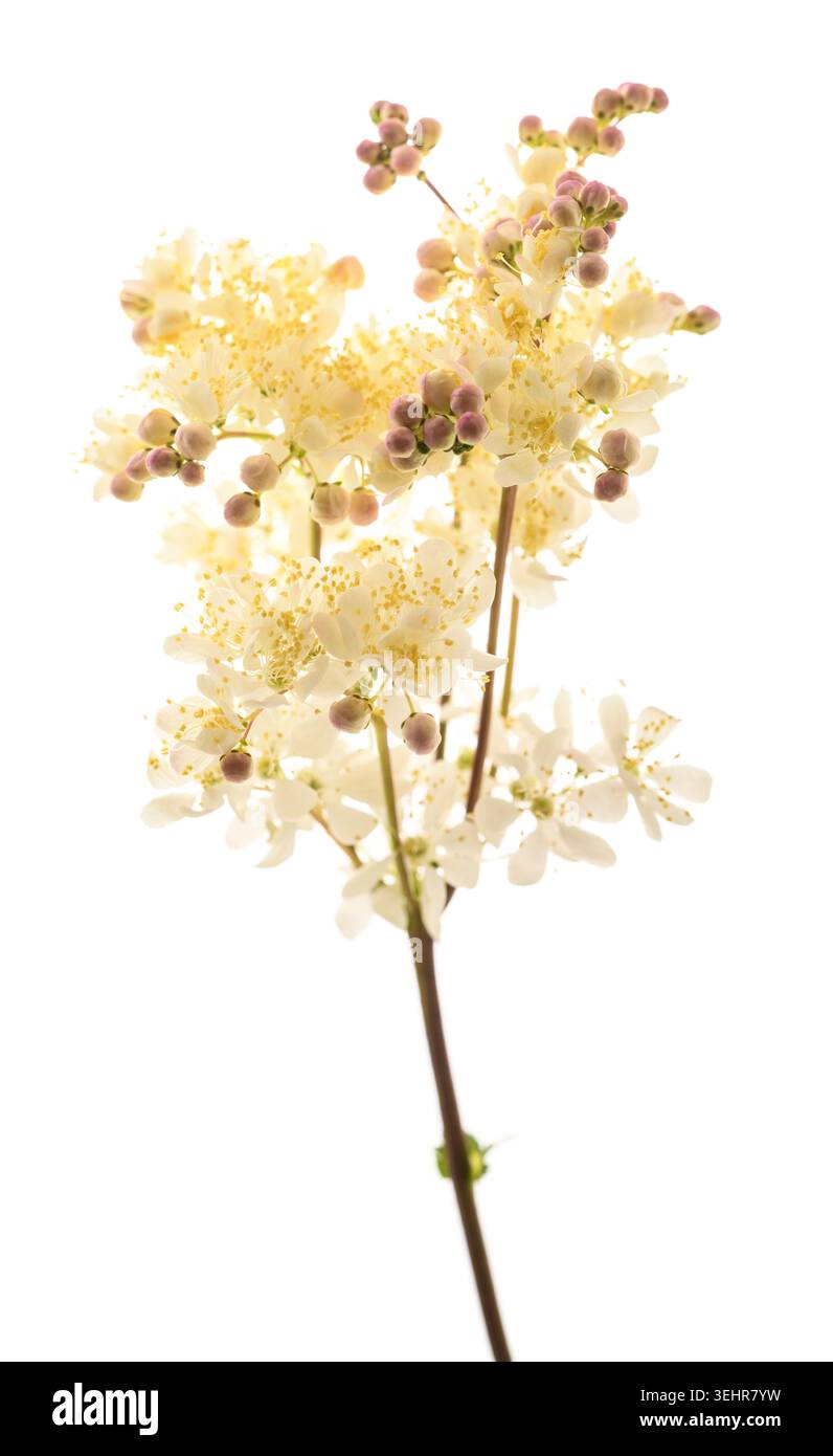 Nahaufnahme von Filipendula-Blüten mit grünen Blättern, auch bekannt als Tropfkraut, eine zarte Wildblume, die häufig auf europäischen Wiesen zu finden ist und ideal für botani ist Stockfoto