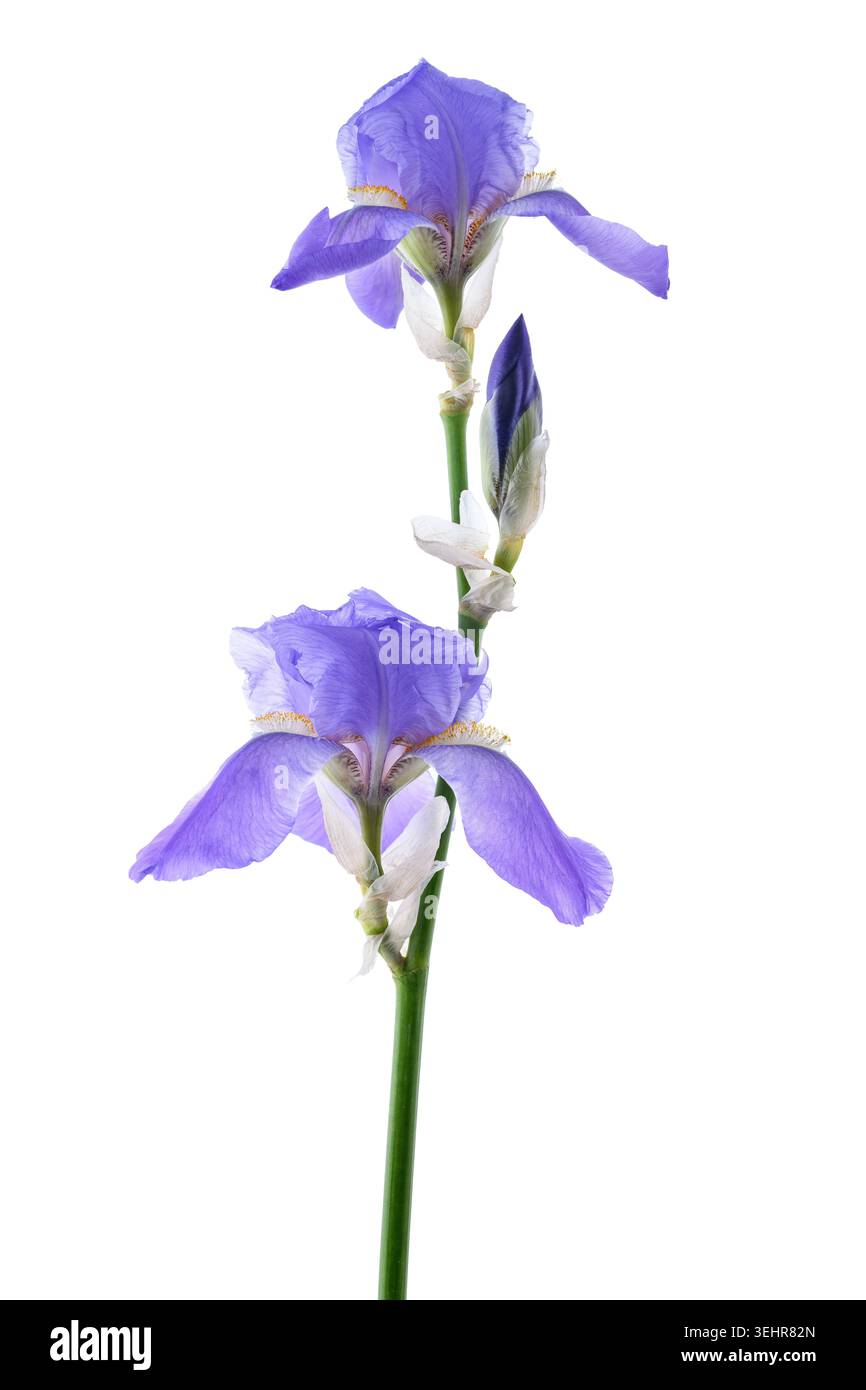 Nahaufnahme einer süßen Irisblume auf weißem Hintergrund, elegante botanische Blüte mit zarten Blütenblättern und natürlichen Blumendetails, ideal für DE Stockfoto