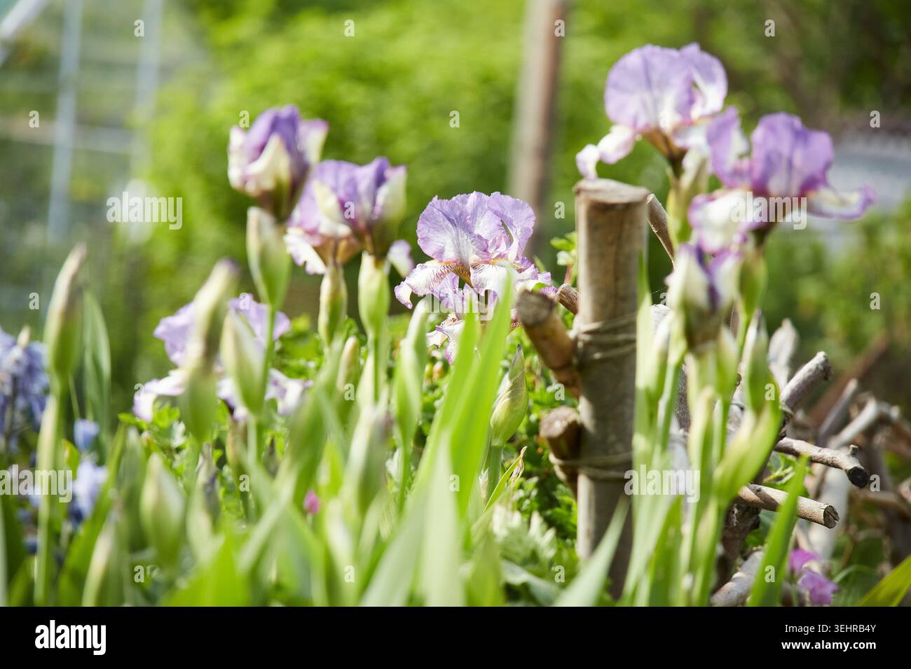 Grüner, Charmanter Schreck, Nord-London Stockfoto