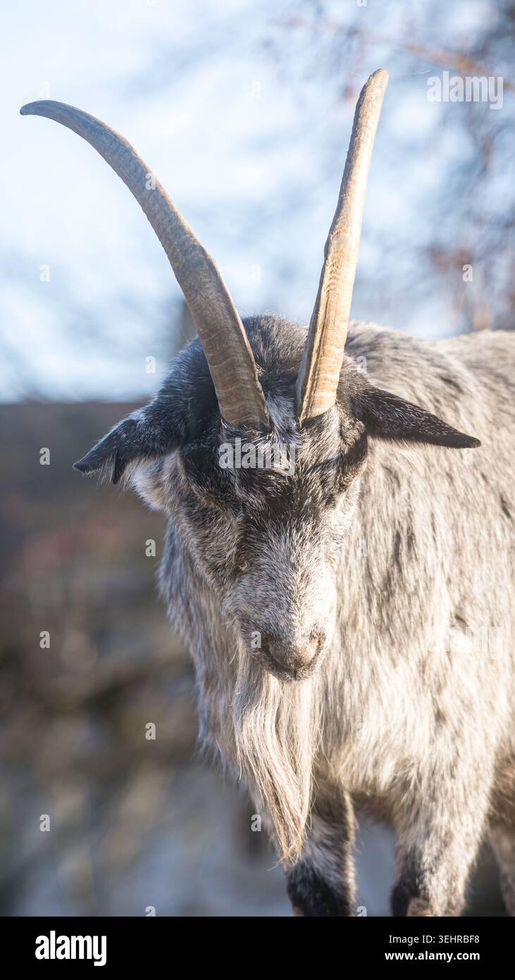 Graue Ziege mit langen Hörnern und Bart von oben Stockfoto
