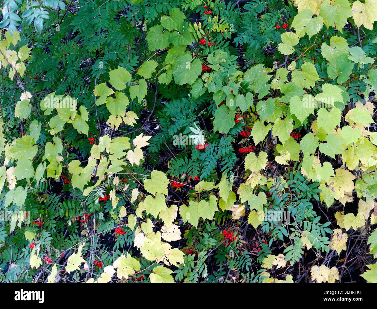 Nahaufnahme der Riverbank-Traube (vitis riparia), Weinblätter und Mountain-Ashsorbus aucuparia) mit roten Beeren im Herbst Stockfoto