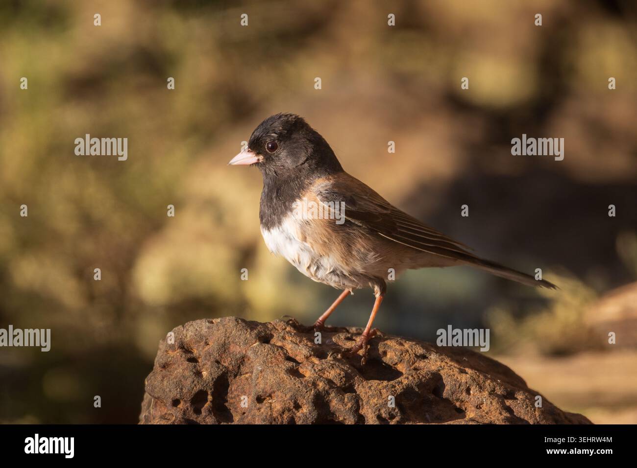 Ein dunkeläugiger Junco (Junco hyemalis), der auf einem vulkanischen Felsen im warmen Licht thront, Lassen County, Kalifornien. Stockfoto