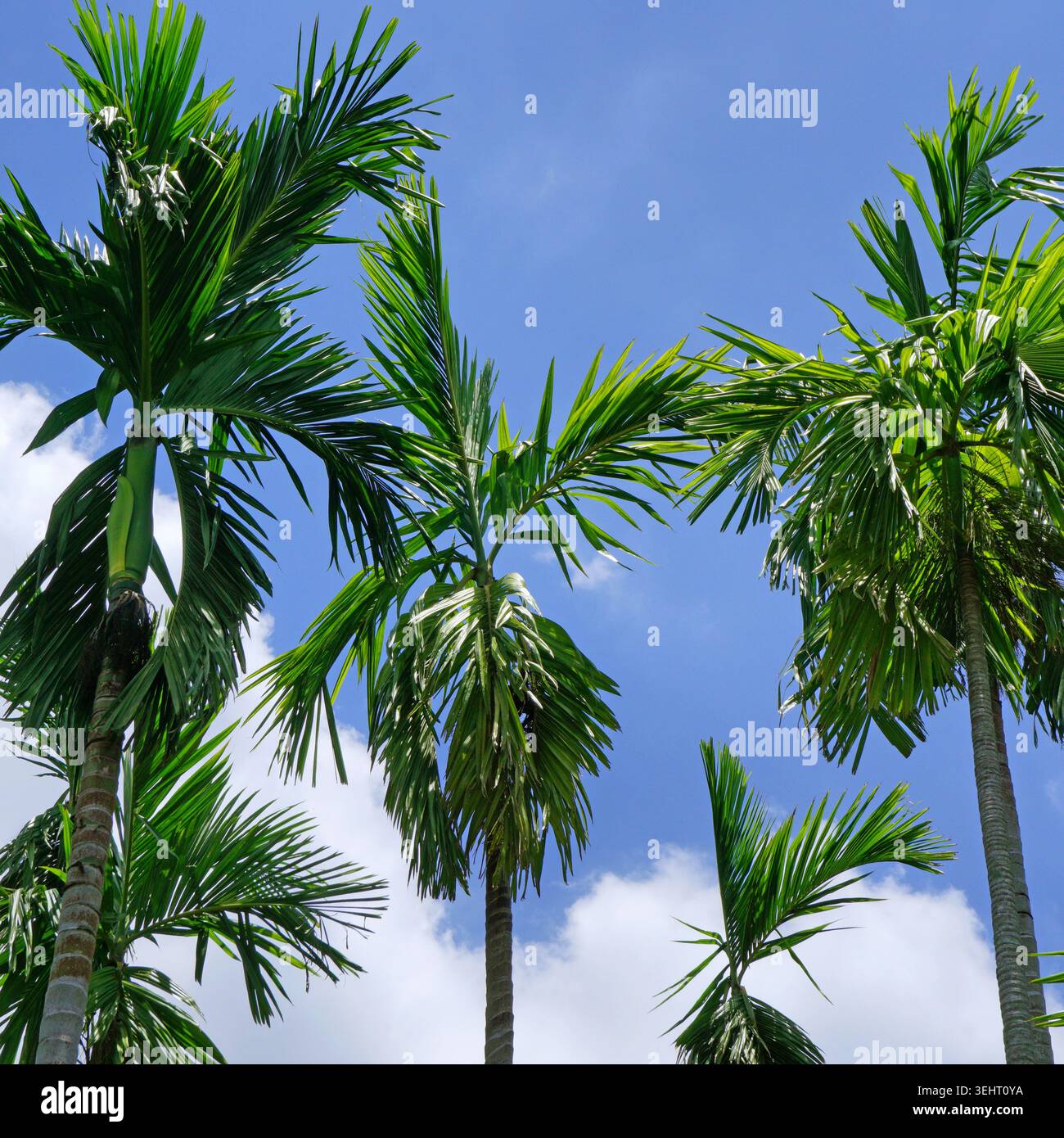 Palmen mit wunderschönem Himmel Hintergrund Stockfoto
