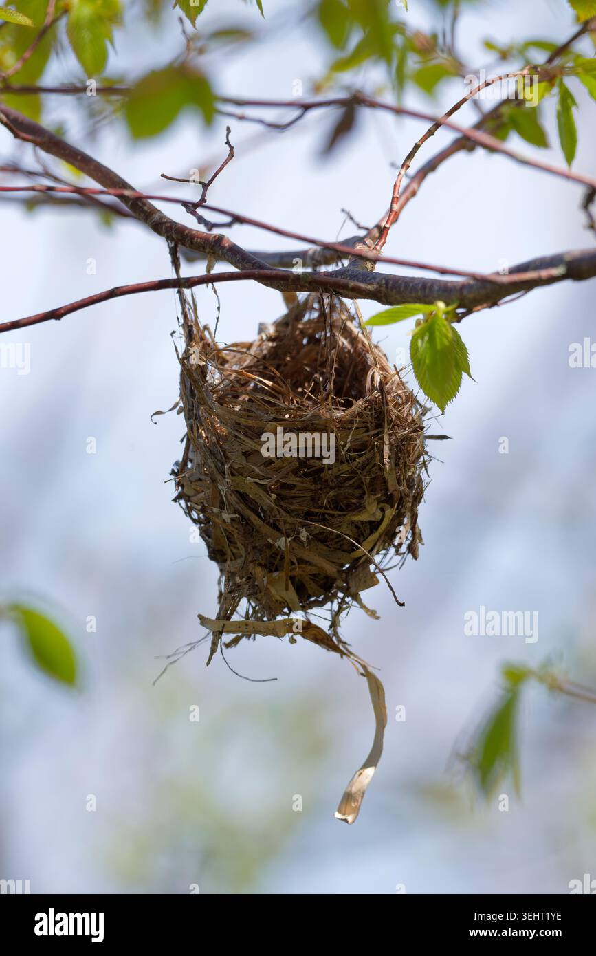 Ein Vogelnest, das im Frühjahr am Äst eines Laubbaumes im Cap-Saint-Ignace Vogelschutzgebiet hängt Stockfoto
