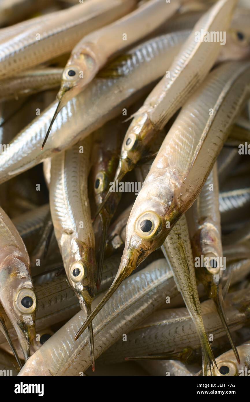 Nahaufnahme von frischem kleinen Silbernadelfisch im Vollformat, rohen Meeresfrüchten, Makroansicht auf dem Markt für frischen Fisch Stockfoto