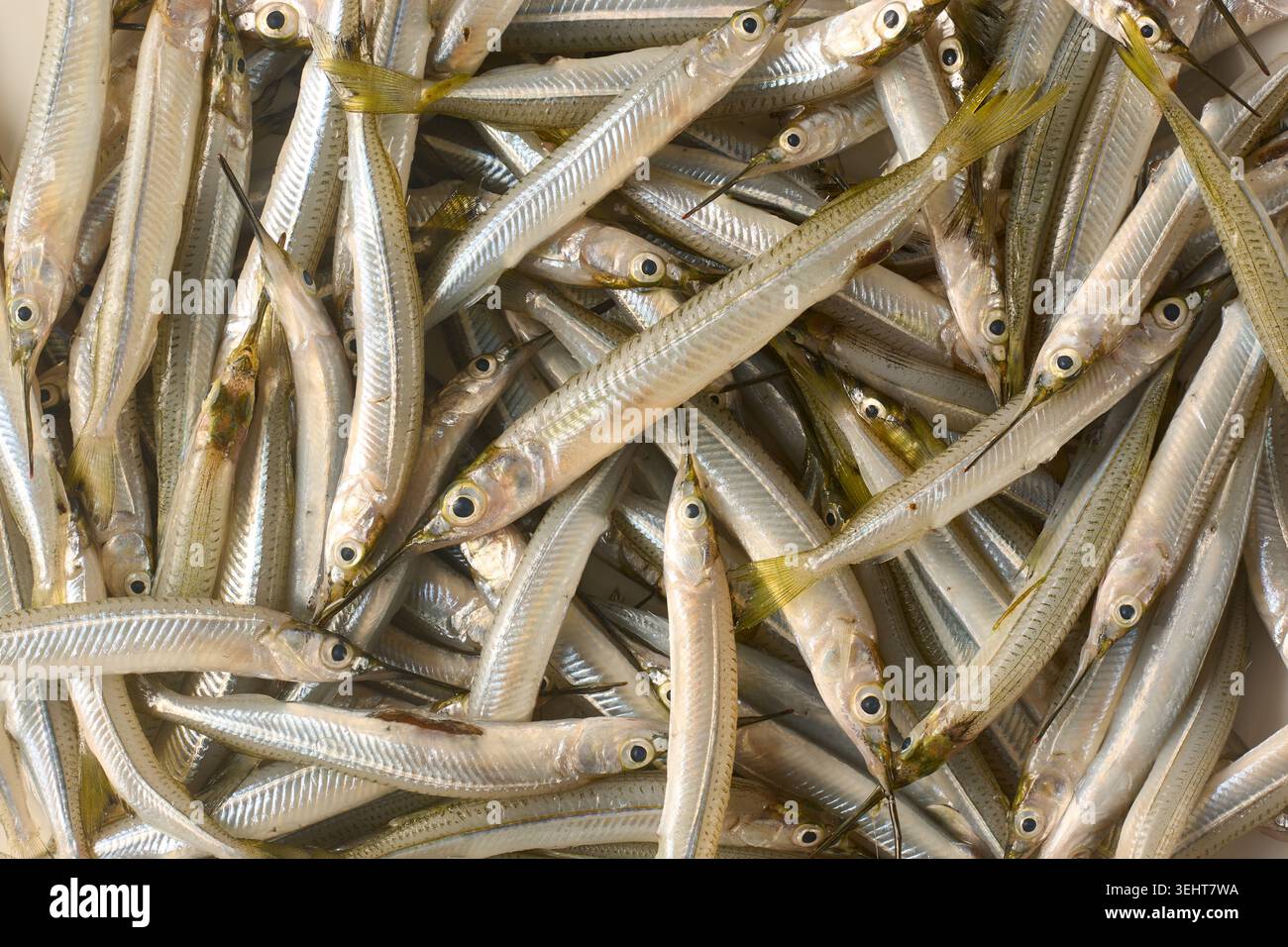 Frischer roher kleiner silberner Nadelfisch voller Rahmen Hintergrund, ungekochter Meeresfrüchtefang, Blick von oben auf rohes Meeresfrüchtekonzept Stockfoto