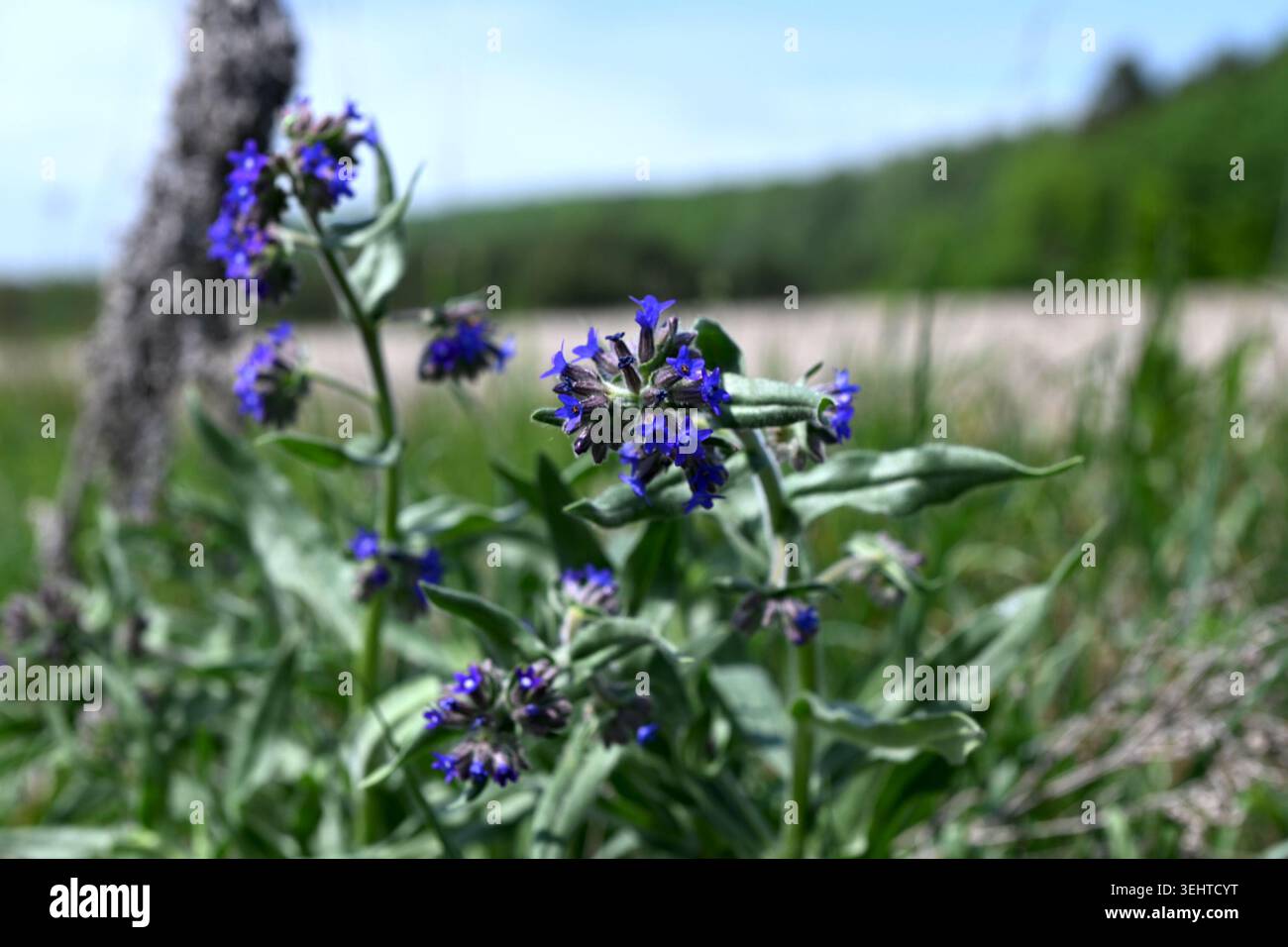 Makro eines blühenden Gemeinen Bugloss (Anchusa officinalis) mit kleinen violetten Blüten und hellgrünen Blättern Stockfoto