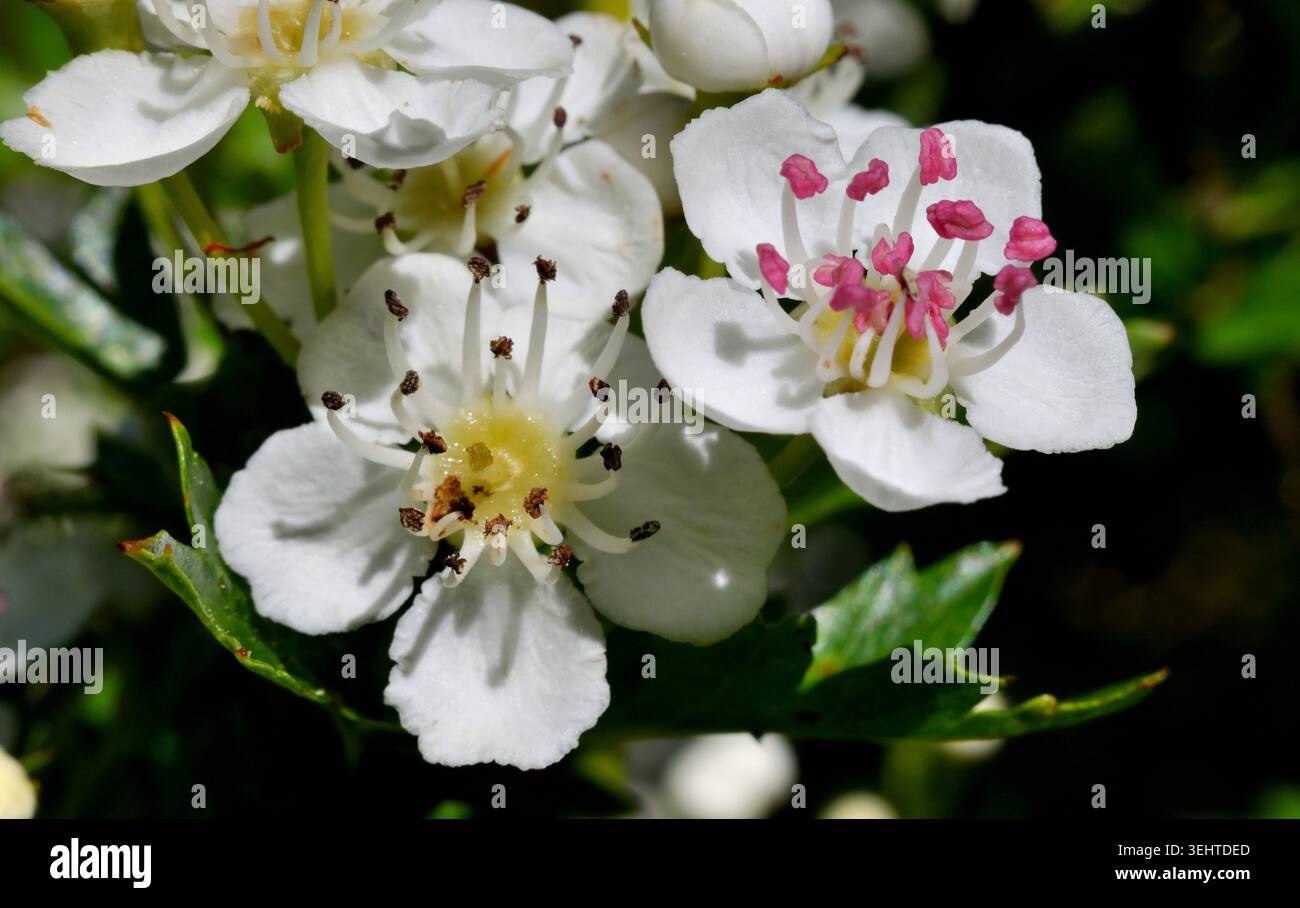 Nahaufnahme der Weißdornblüten. Stockfoto