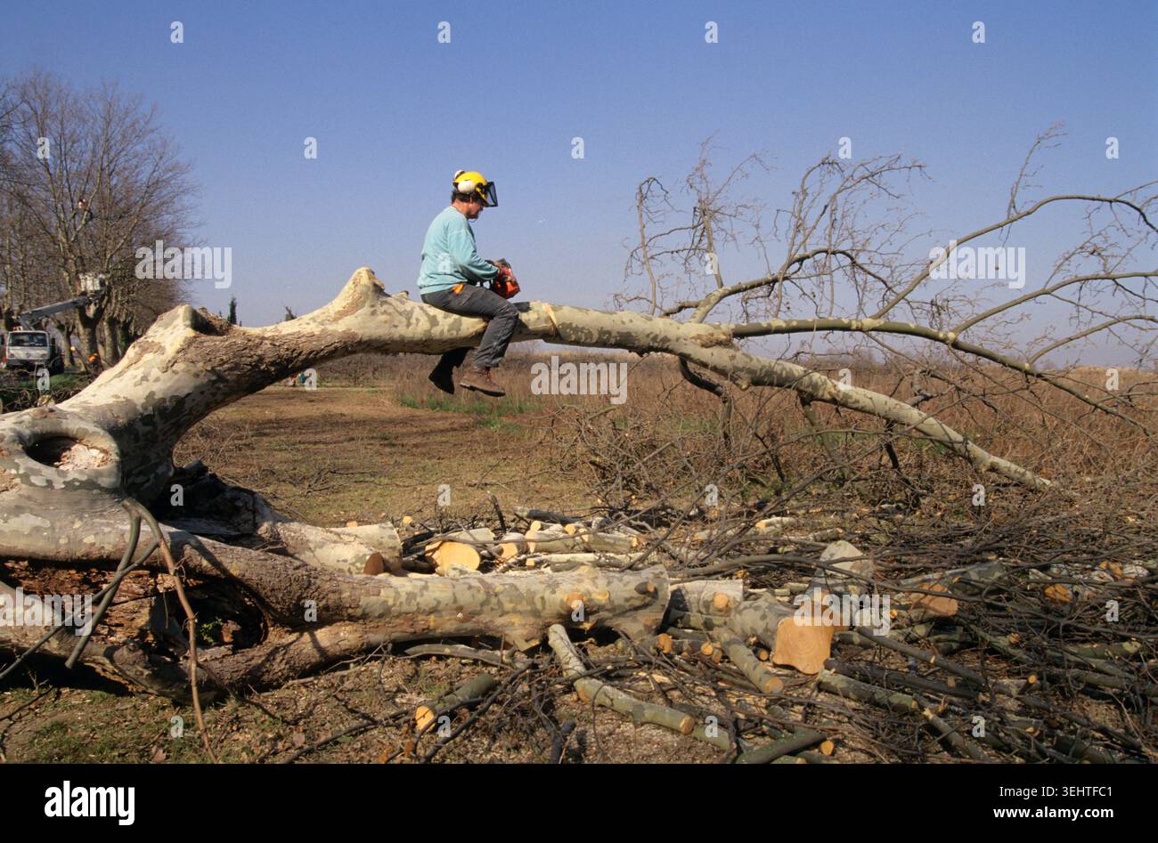 Nachhaltige Umwelt;t entwicklung langlebig; Mensch; Sägen; Baumzweig; vergrößern; Straße; Stockfoto