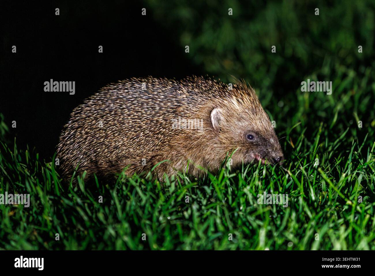 Europäischer Igel (Erinaceus europaeus) bei Nacht auf einem Gartenrasen nach Nahrung suchen. East Sussex, Großbritannien Stockfoto