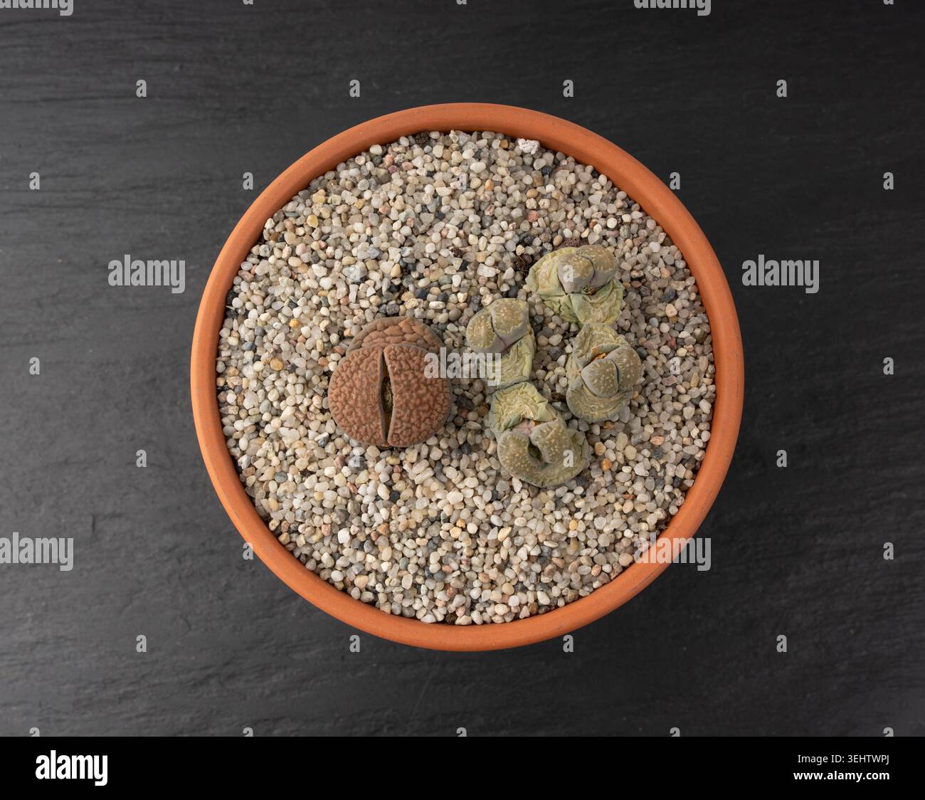 Lithops, die Blätter vergießen, Makrosteine, saftige Nahaufnahme. Kieselpflanzen Kaktus Schreibtischtopf auf verschwommenem Hintergrund Stockfoto