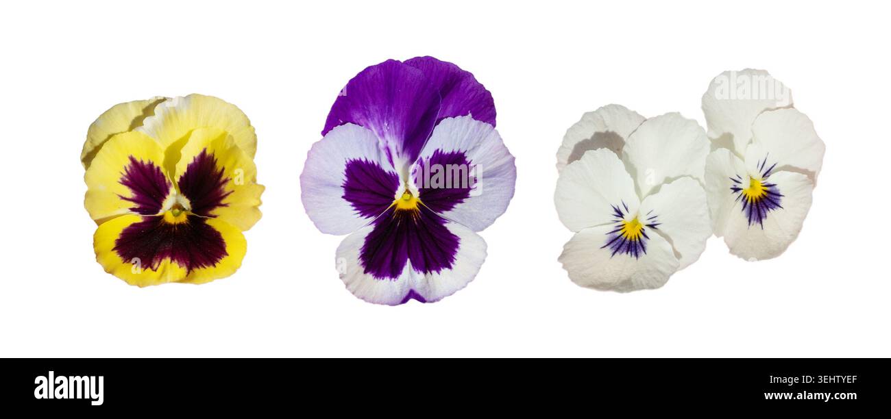 Stiefmütterchen isoliert, Tricolor Viola Close Up, Viola Flowers Set, Heartsease Collection, Johnny Jump Up oder Three Faces in a Hood Flower on White Stockfoto