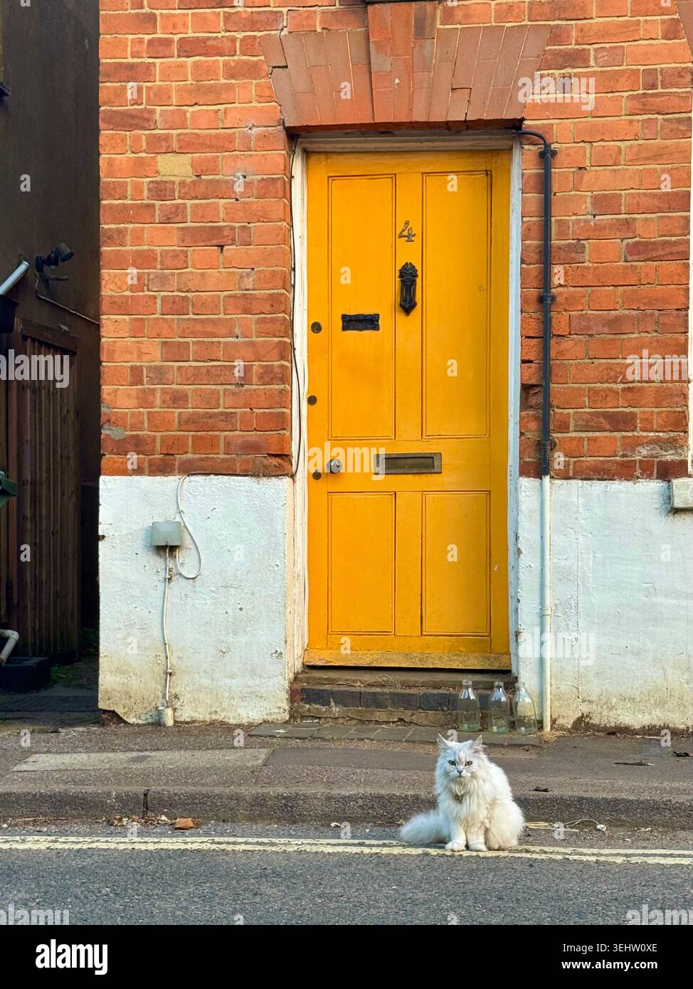 Katze, die auf dem Bürgersteig vor der gelben Tür sitzt und den Hund auf der anderen Straßenseite anstarrt - Smartphone-aufgenommenes Stockfoto
