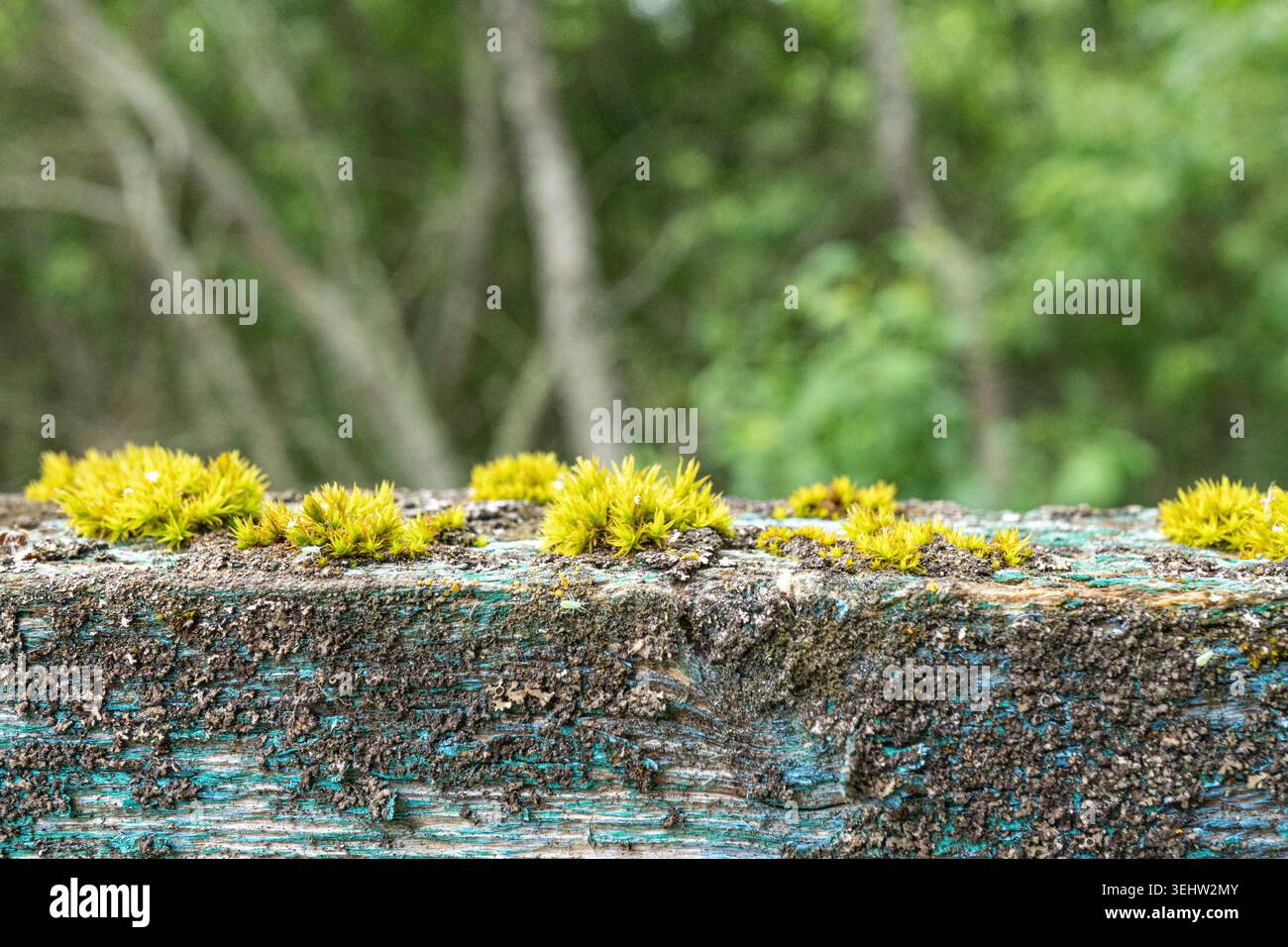Nahaufnahme von lebendigem grünem Moos auf verwittertem Holz in Waldlandschaft. Stockfoto