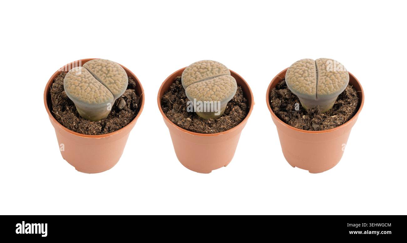 Lithops Sukkulent, lebende Steine Bürotisch Pflanze, Kieselpflanzen Kaktus Schreibtischtopf, Mesembs kleine Innenarchitektur Pflanze, südafrikanische lebende Steine iso Stockfoto