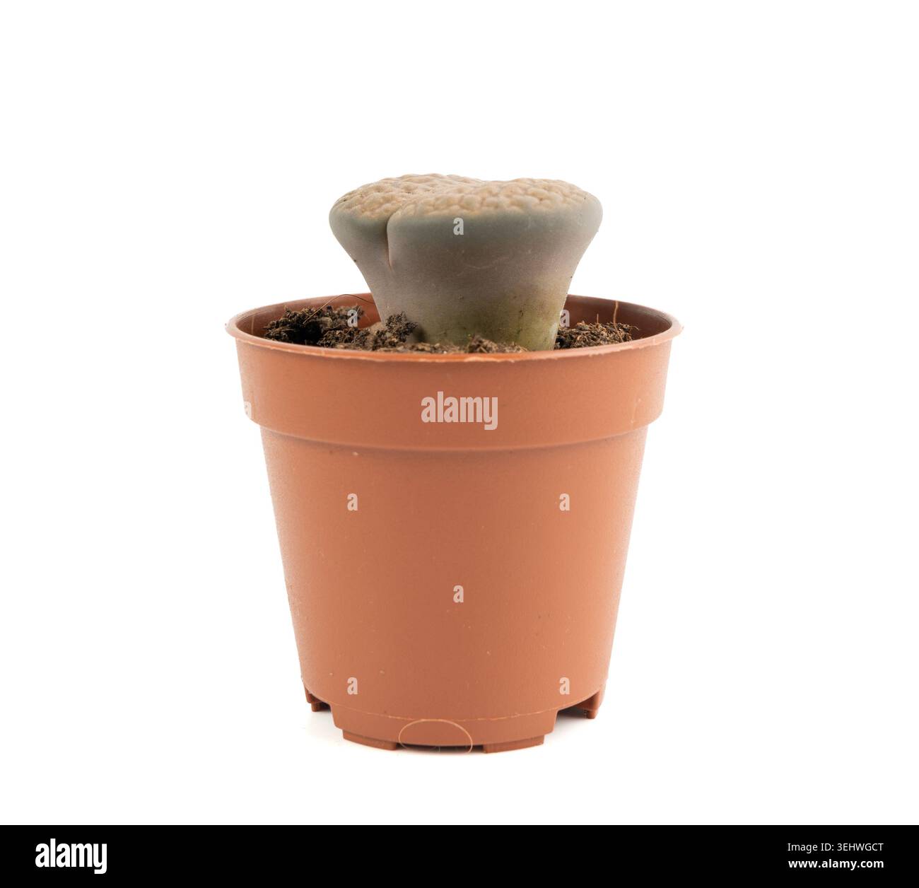 Lithops Sukkulent, lebende Steine Bürotisch Pflanze, Kieselpflanzen Kaktus Schreibtischtopf, Mesembs kleine Innenarchitektur Pflanze, südafrikanische lebende Steine iso Stockfoto