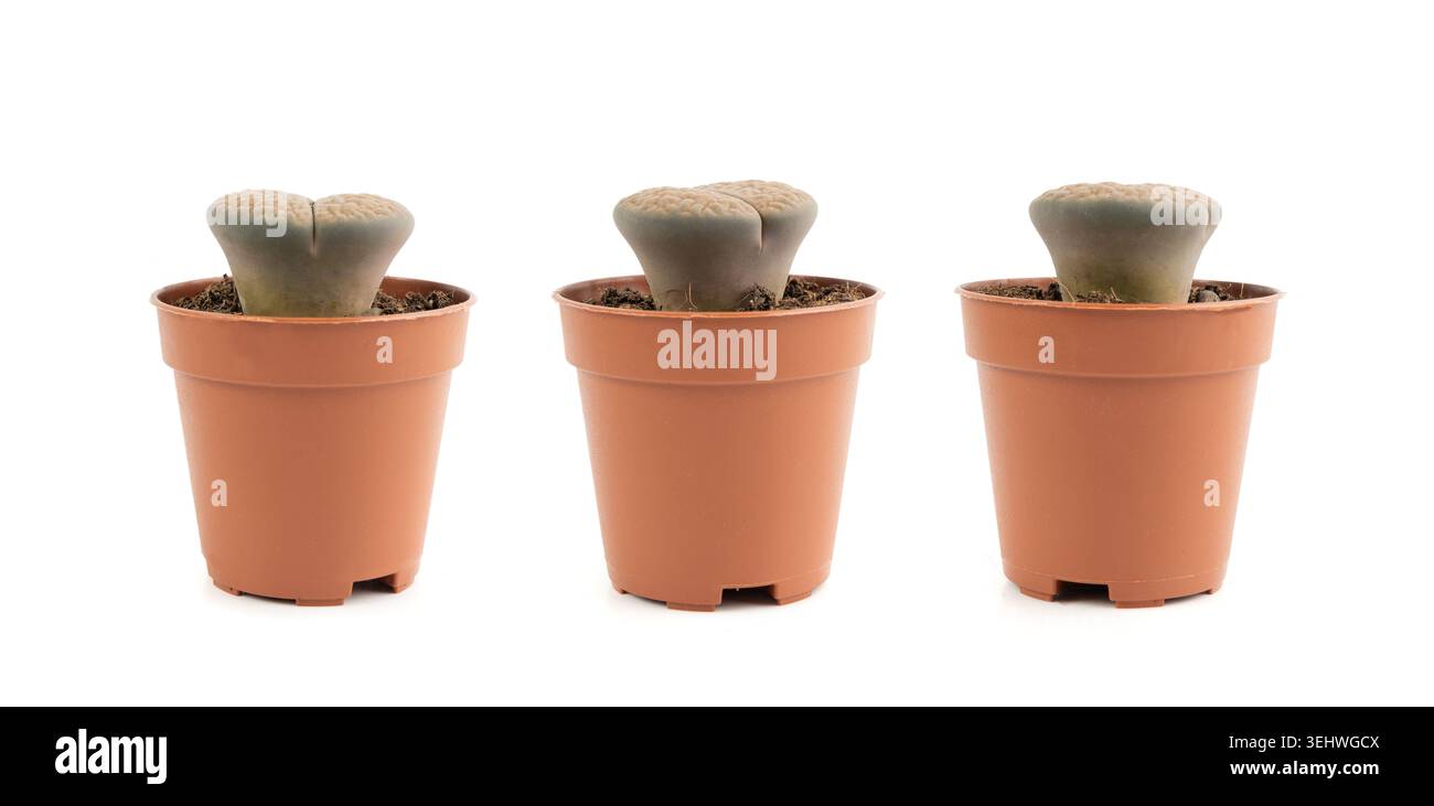 Lithops Sukkulent, lebende Steine Bürotisch Pflanze, Kieselpflanzen Kaktus Schreibtischtopf, Mesembs kleine Innenarchitektur Pflanze, südafrikanische lebende Steine iso Stockfoto