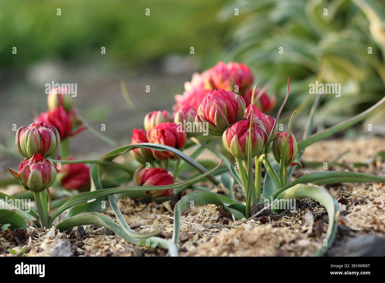 Doppelte spät blühende Tulpe „Samantha“ blüht in einem Frühlingsgarten Stockfoto
