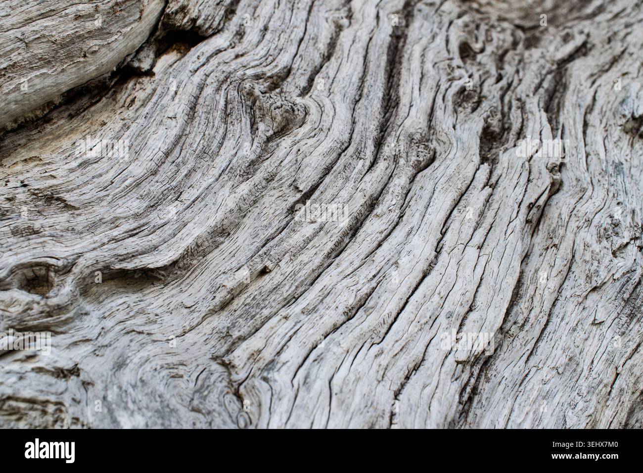 Alter verwitterter Leadwood-Baum Stockfoto