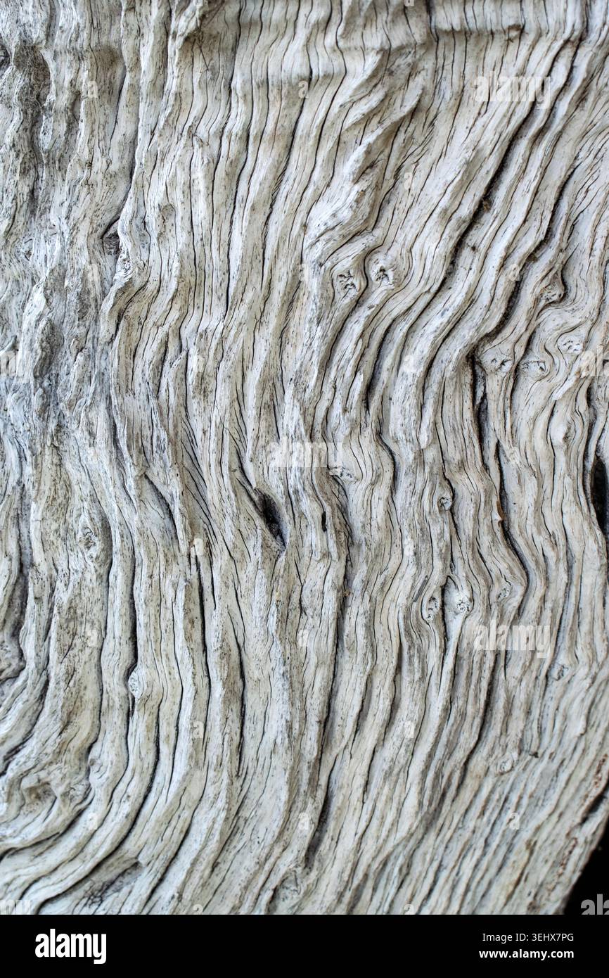 Alter verwitterter Leadwood-Baum Stockfoto