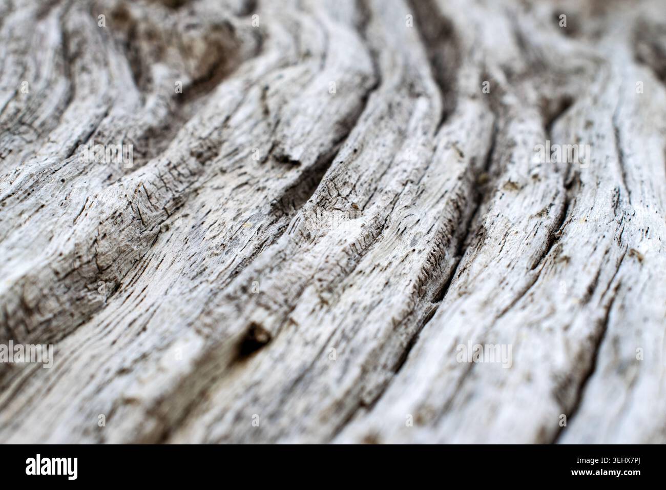 Alter verwitterter Leadwood-Baum Stockfoto