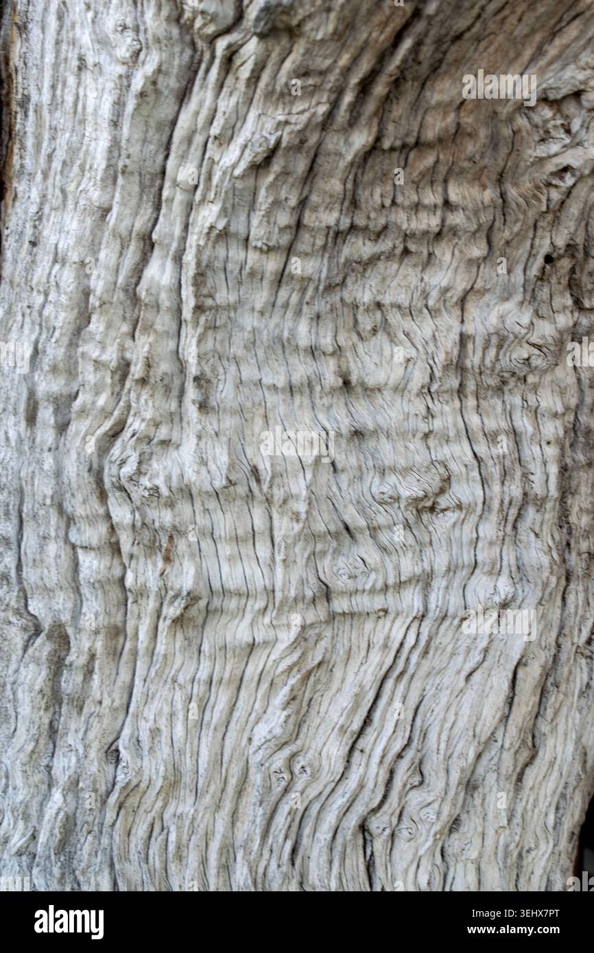 Alter verwitterter Leadwood-Baum Stockfoto